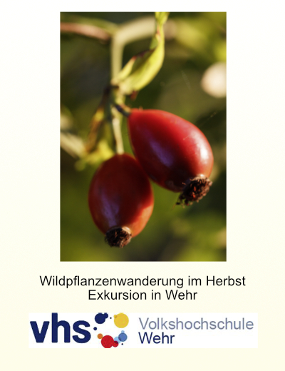 Selbstversorgung mit Wildpflanzen im Herbst